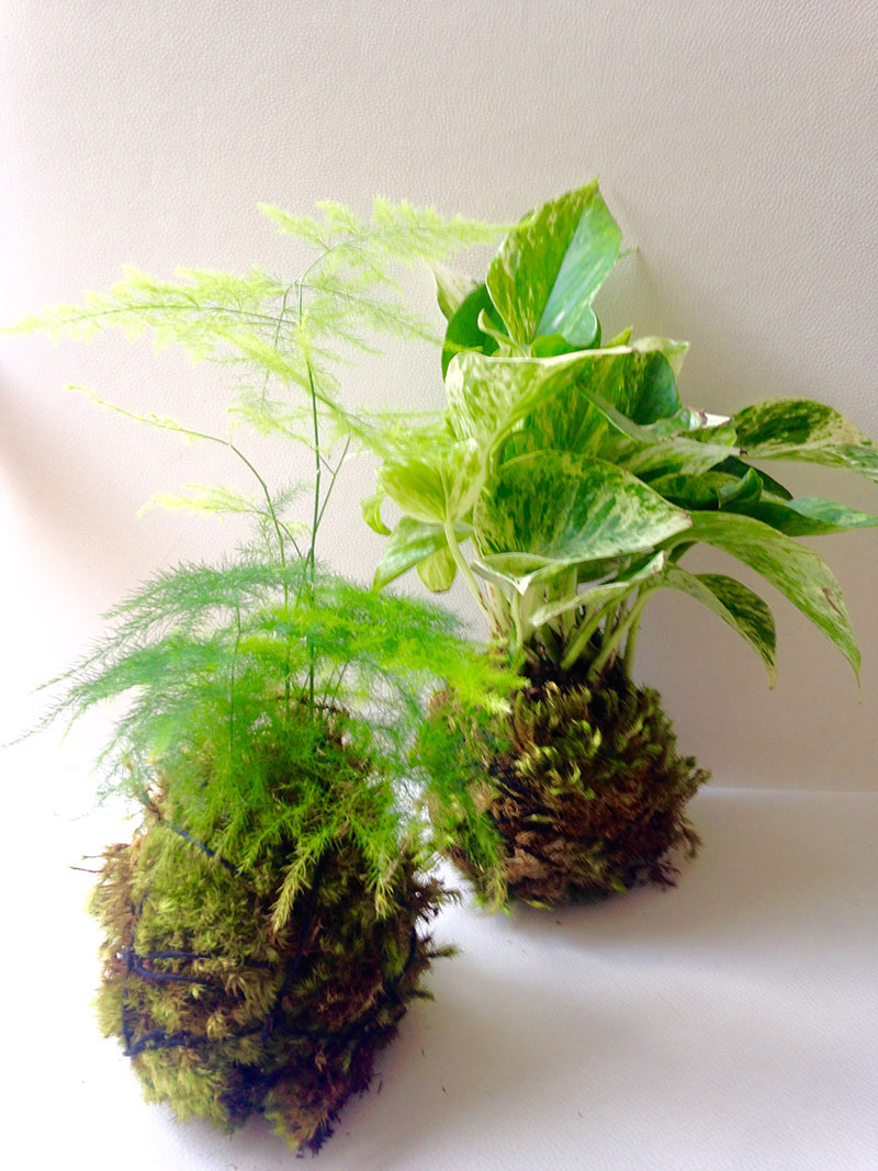 Kokedama moss pots by Bellafloradesign | Girlfriend is Better