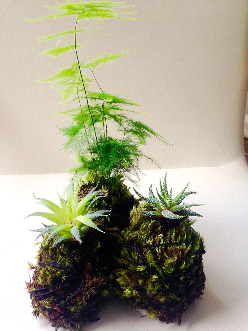 Kokedama moss pots by Bellafloradesign | Girlfriend is Better