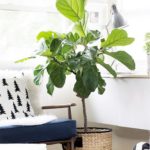 Place tall trees in the family center of your home | Feng Shui decor guide | Girlfriend is Better