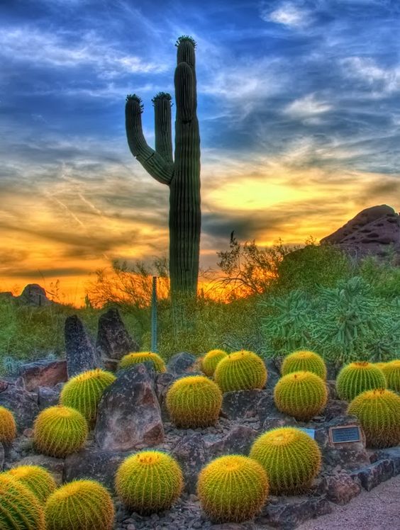 Sunset & Barrel Cactus in Sonoran Desert, Scottsdale Arizona | Travel Tips | Girlfriend is Better