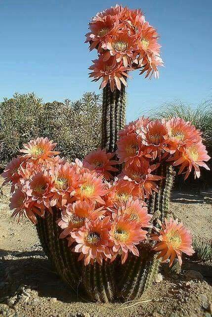 Blooming cactus in Scottsdale Arizona | Travel Tips | Girlfriend is Better