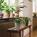 Energize your home with plants that are good Feng Shui | Girlfriend is Better