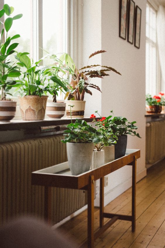 Energize your home with plants that are good Feng Shui | Girlfriend is Better