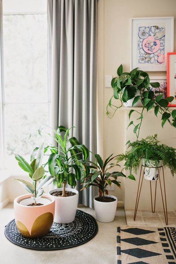 Fill an empty corner with plants to energize a room | Feng Shui | Girlfriend is Better