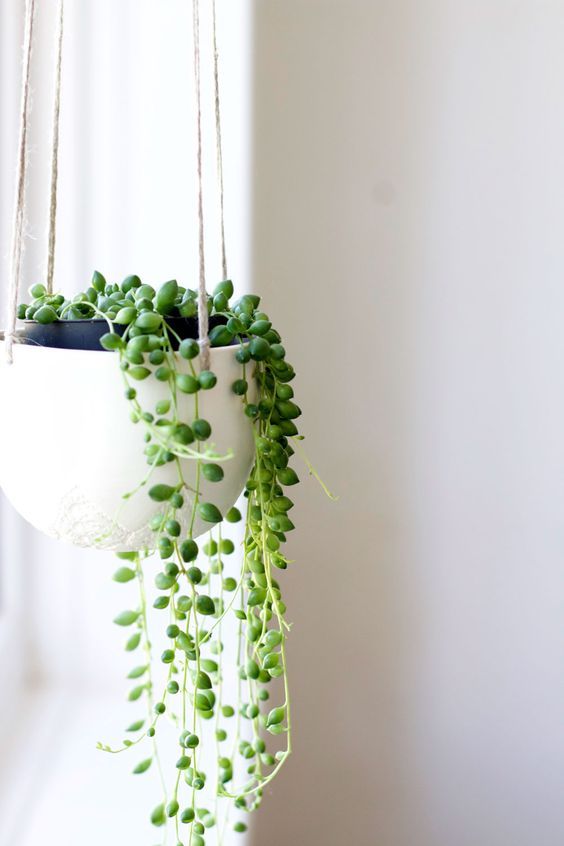 Hanging plants fix draining bathroom energy | Feng Shui