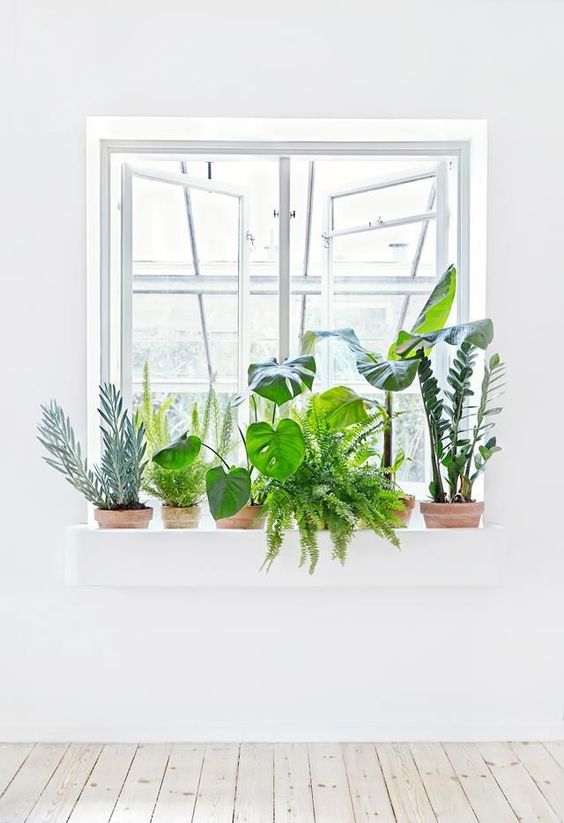 Vibrant healthy plants are best Feng Shui | Girlfriend is Better