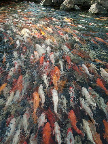 Salmon spawning in Alaska | Travel and Fishing guide | Girlfriend is Better