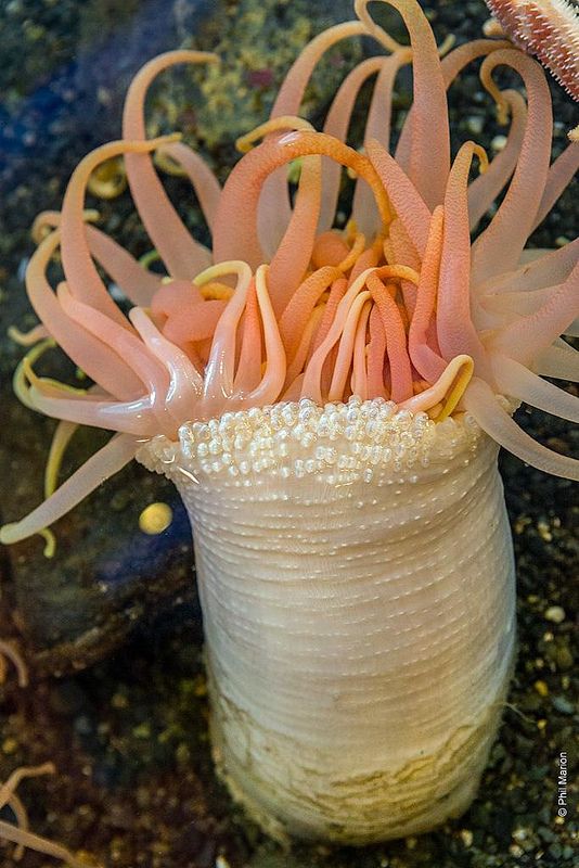 Sea anemone in Alaska Sealife Center in Seward, Alaska | Girlfriend is Better