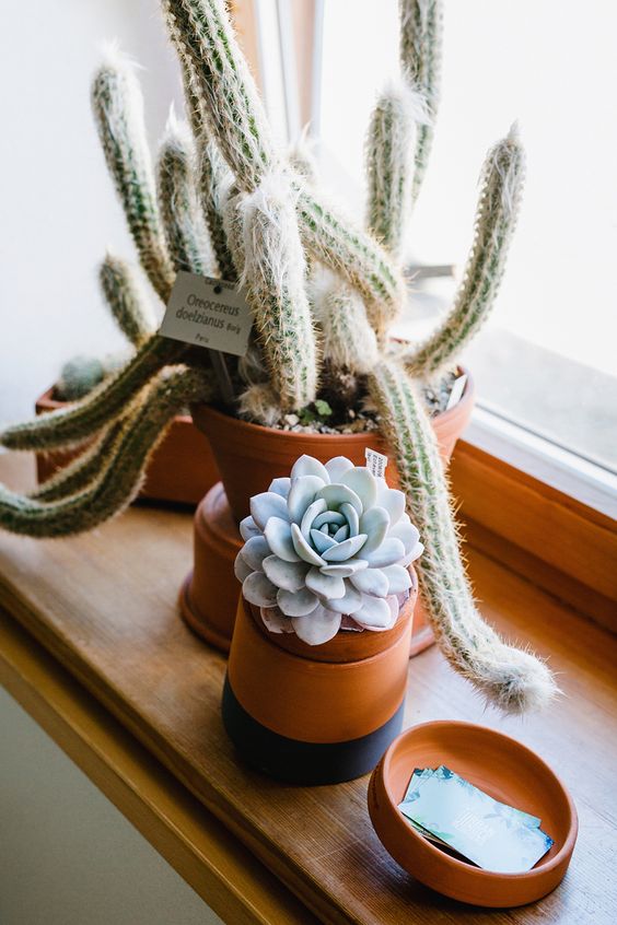 Capricorn astrology home decor guide | succulents in earthy pots | Girlfriend is Better