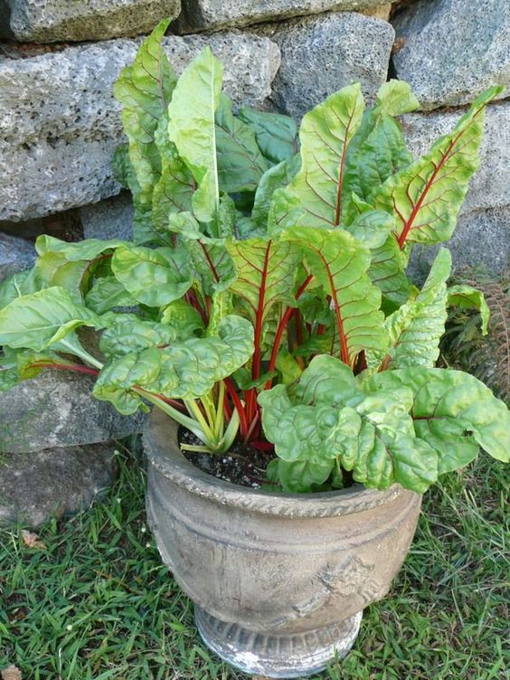 Swiss Chard | Green Smoothie recipe low glycemic | Girlfriend is Better