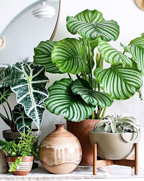 Earth element Feng Shui | Earthenware pots and indoor plants | Girlfriend is Better