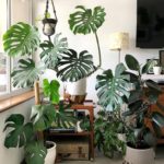 Monstera Deliciosa tropical plants | Girlfriend is Better