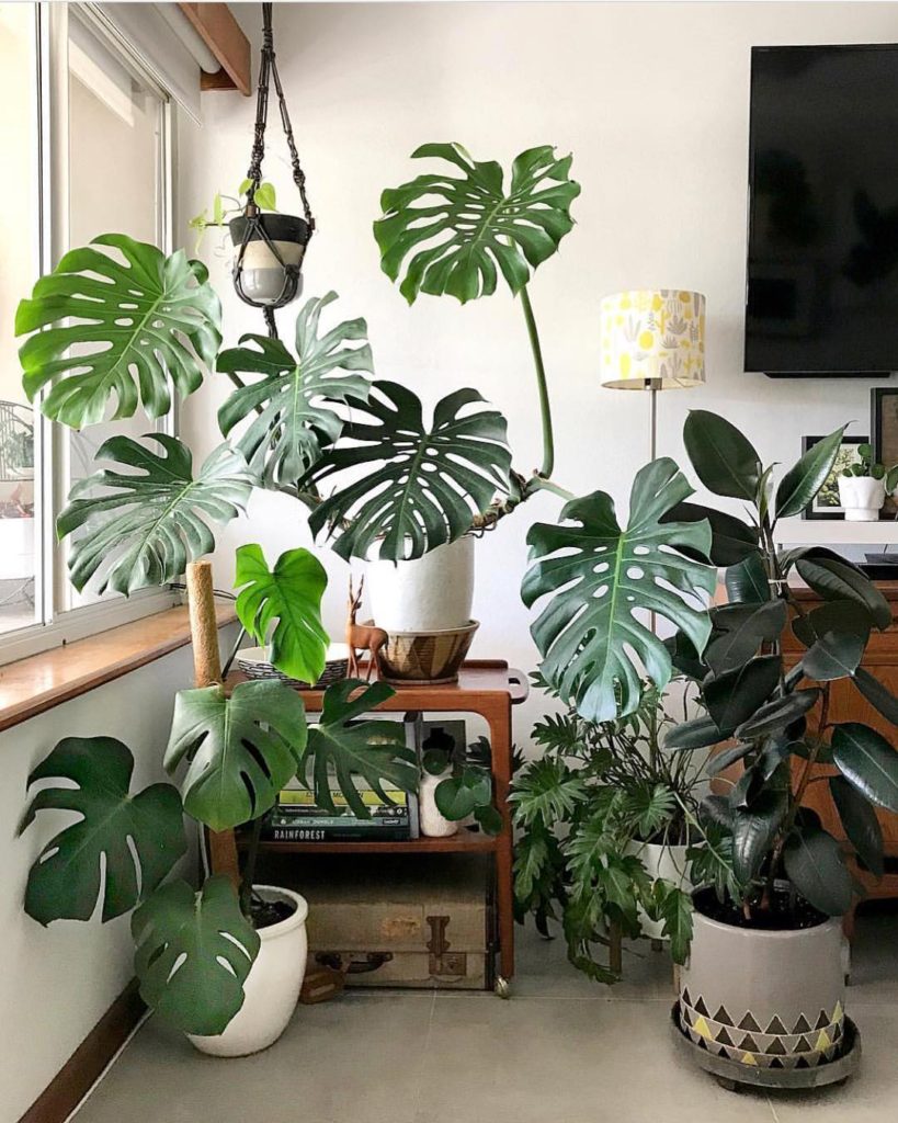 Monstera Deliciosa tropical plants | Girlfriend is Better