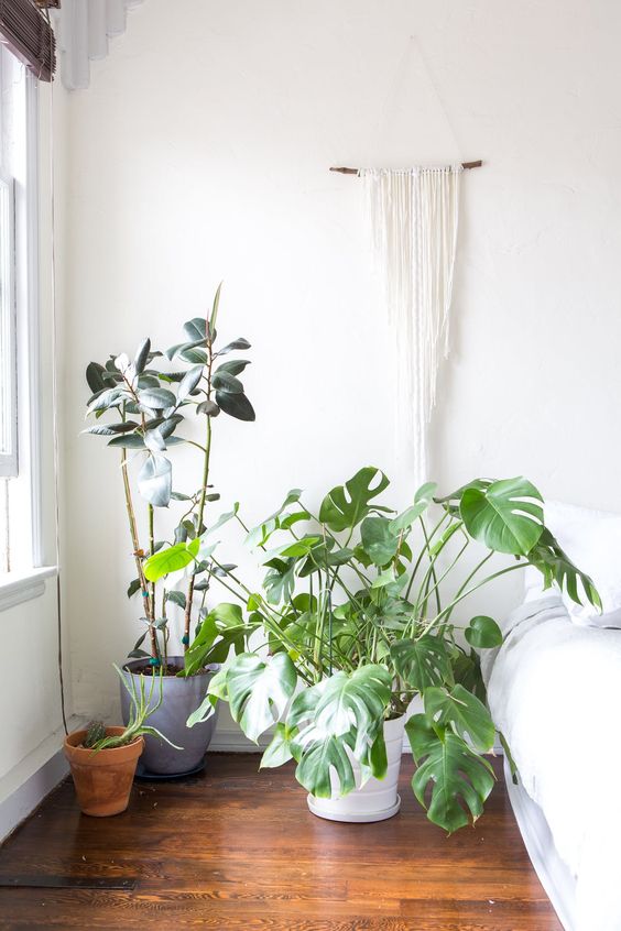 Monstera Deliciosa tropical floor plants sunny bedroom nook | Girlfriend is Better