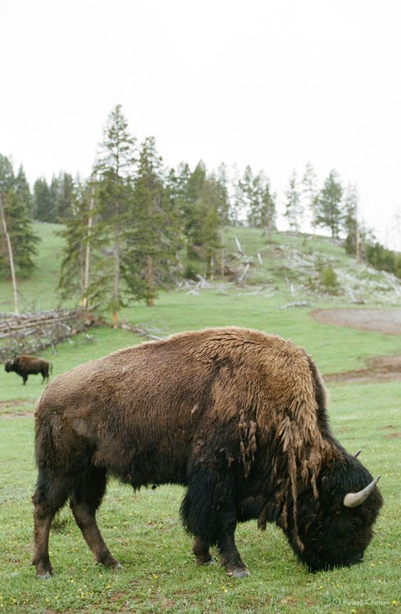 Bison in Yellowstone National Park | Travel guide day trip | Girlfriend is Better