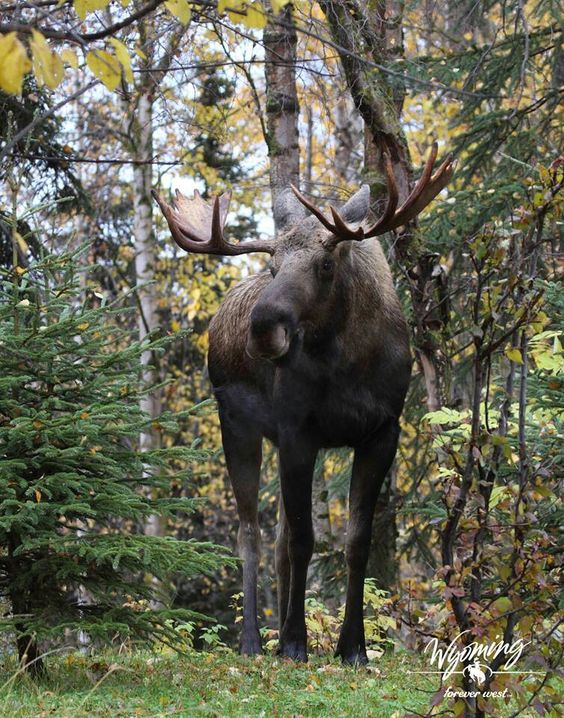 Moose in Yellowstone National Park Wyoming | Travel guide | Girlfriend is Better