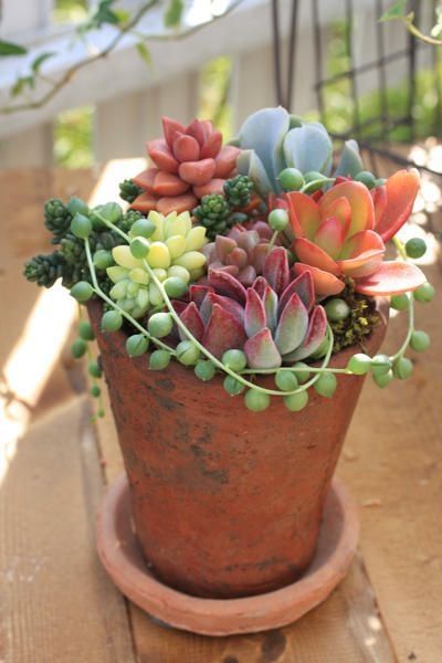 Sunner Hygge succulent plant terracotta pot patio | Girlfriend is Better