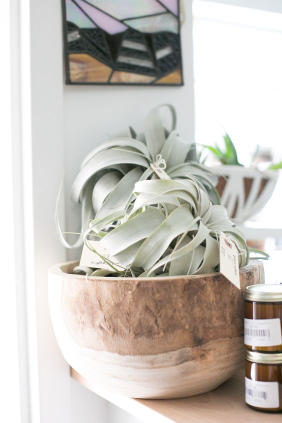 Virgo astrology home decor guide | Zen succulent plant | Girlfriend is Better