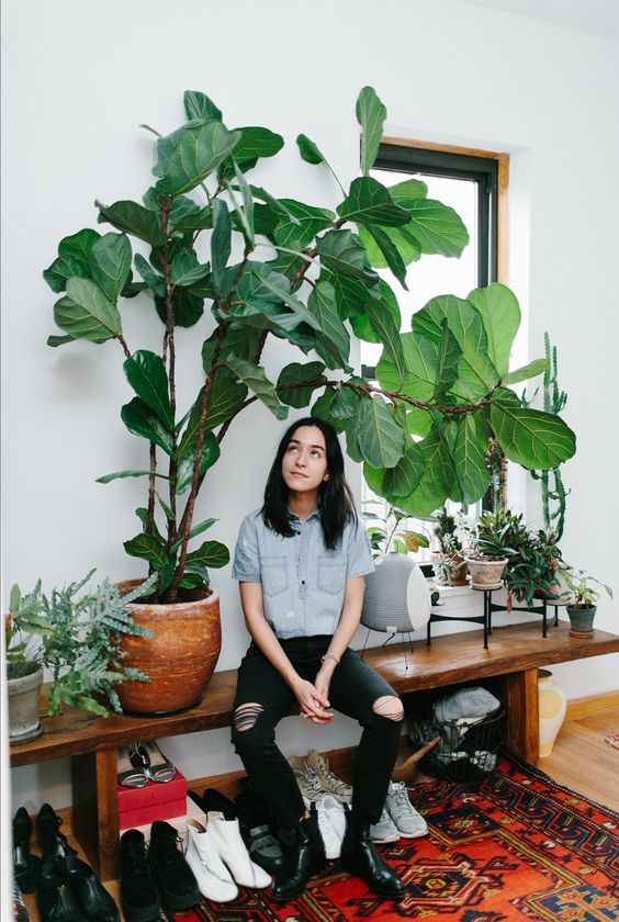 fire element Feng Shui | fiddle leaf fig plant bohemian | Girlfriend is Better