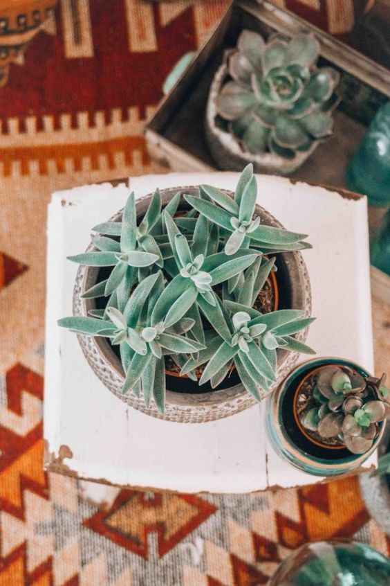 outdoor tablescapes succulents Mexican blanket tablecloth idea | Girlfriend is Better