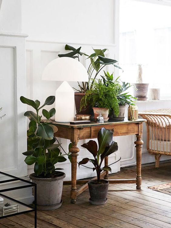 rubber plant | rustic and fresh decor | Girlfriend is Better