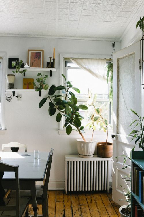 rubber plant | French country kitchen nook vintage decor | Girlfriend is Better