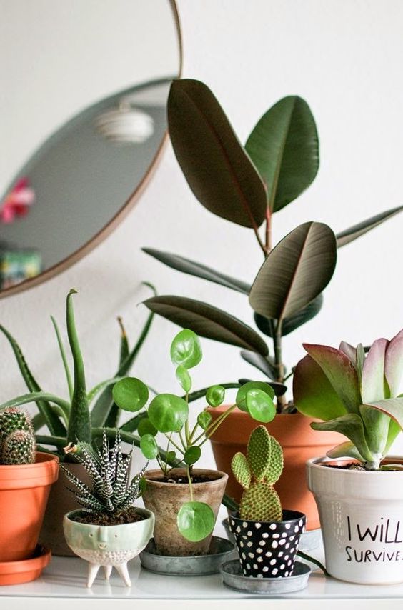 rubber plant | terracotta pots vintage planters succulents | Girlfriend is Better