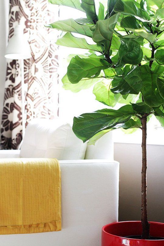 color blocking decor | yellow throw blanket red ceramic planter fiddle leaf fig living room | Girlfriend is Better