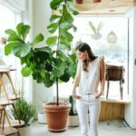 fiddle leaf figs | plant care guide Bohemian ficus lyrata | Girlfriend is Better