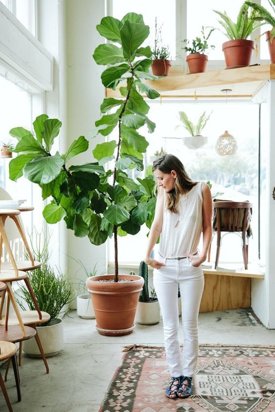 fiddle leaf figs | plant care guide Bohemian ficus lyrata | Girlfriend is Better