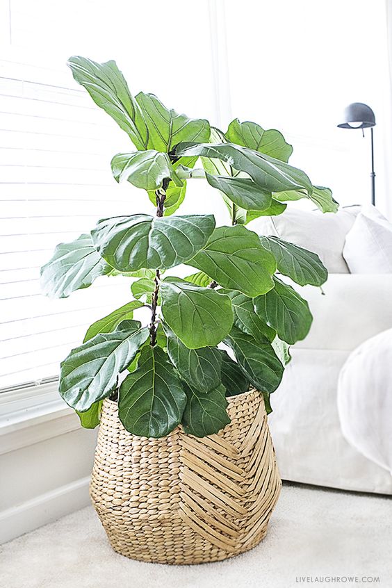 fiddle leaf figs | wide plant low maintenance indoor basket planter | Girlfriend is Better