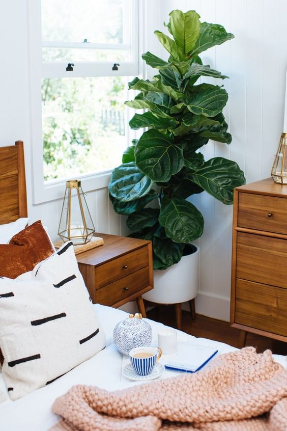 fiddle leaf figs | ceramic mid-century modern planter stand wood element Feng Shui | Girlfriend is Better