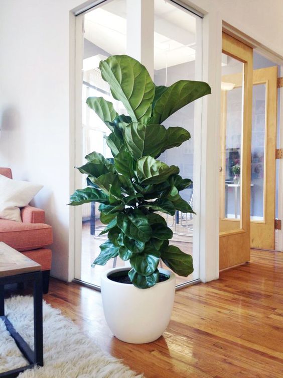 fiddle leaf figs | white ceramic planter care guide indoor plant ficus lyrata | Girlfriend is Better