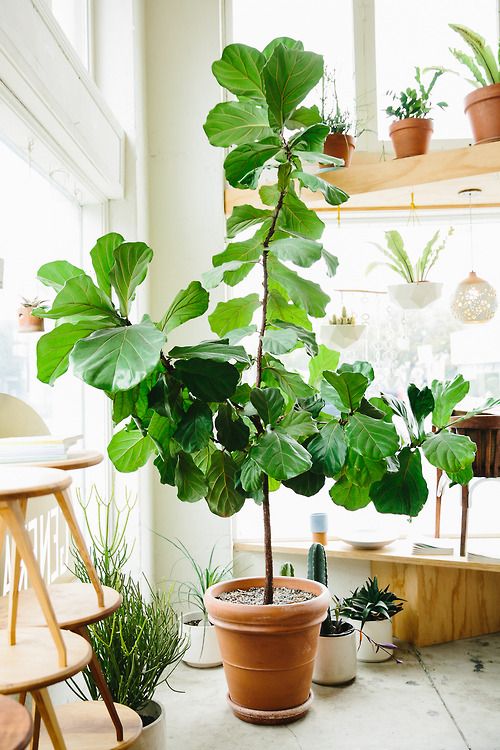 fiddle leaf figs | ficus lyrata tall upward growing plant indoor low maintenance Bohemian | Girlfriend is Better