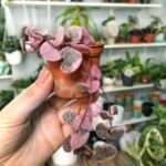 pink plants | plant lady miniature pottery leaves | Girlfriend is Better