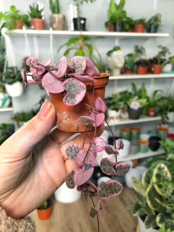 pink plants | plant lady miniature pottery leaves | Girlfriend is Better