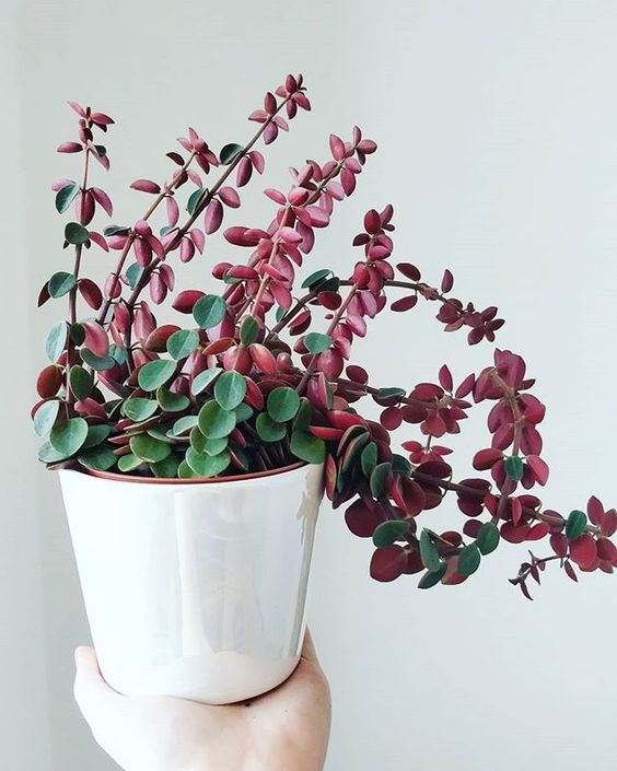 pink plants | peperomia plant care white pottery | Girlfriend is Better