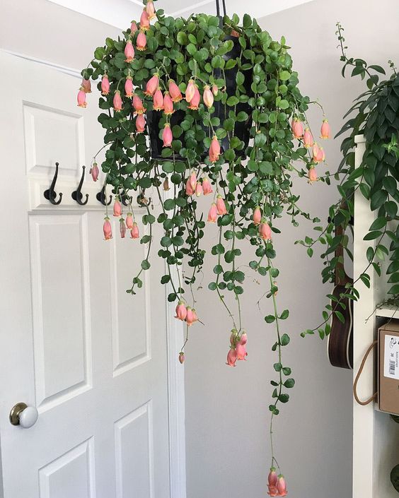 pink plants | mother of pearls coin leaves rounded Feng Shui hanging | Girlfriend is Better