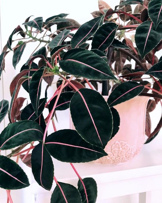 pink plants | Imptiens Velvetea vintage pottery | Girlfriend is Better