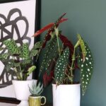 patterned foliage | polka dot plants Begonia Macualta | Girlfriend is Better