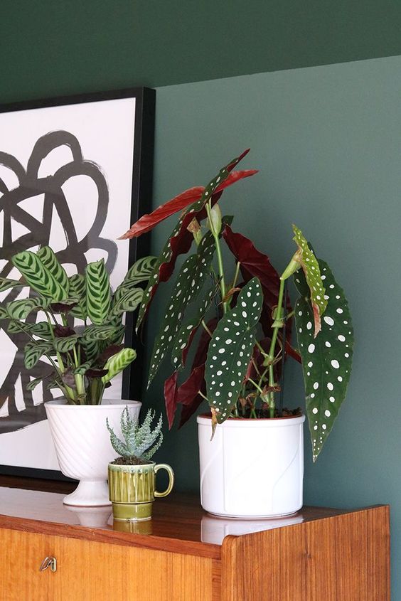 patterned foliage | polka dot plants Begonia Macualta | Girlfriend is Better