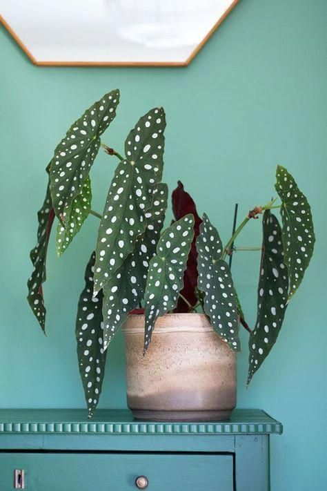 patterned foliage | polka dot plants Begonia Macualta indirect light | Girlfriend is Better