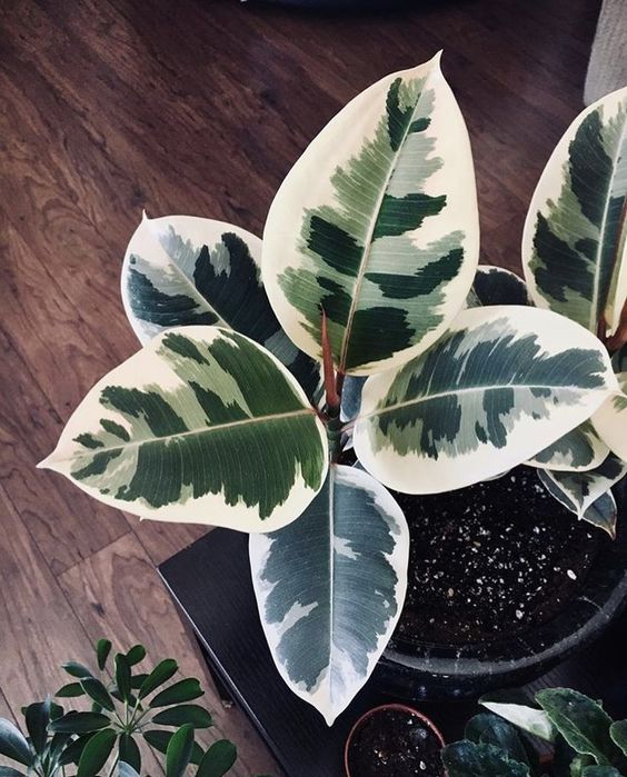 patterned foliage | Ficus Elastica Tineke watering tips humidity tropical plants | Girlfriend is Better