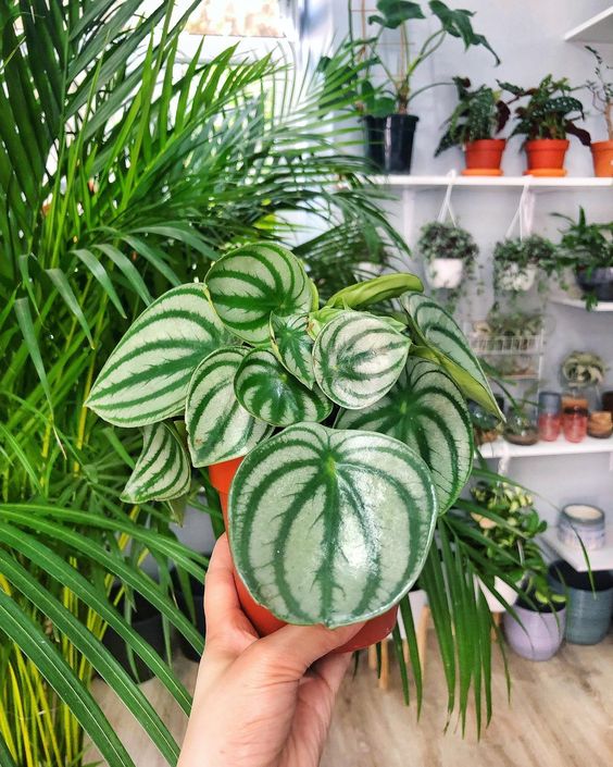 patterned foliage | Watermelon Peperomia tropical plants humid watering tips | Girlfriend is Better