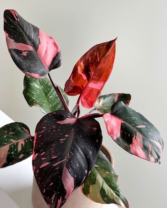 patterned foliage | Philodendron Pink Princess plant care light water tips | Girlfriend is Better