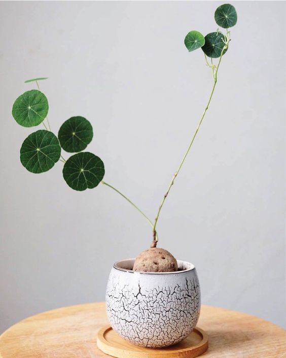 plant minimalism | stephania erecta houseplant | Girlfriend is Better