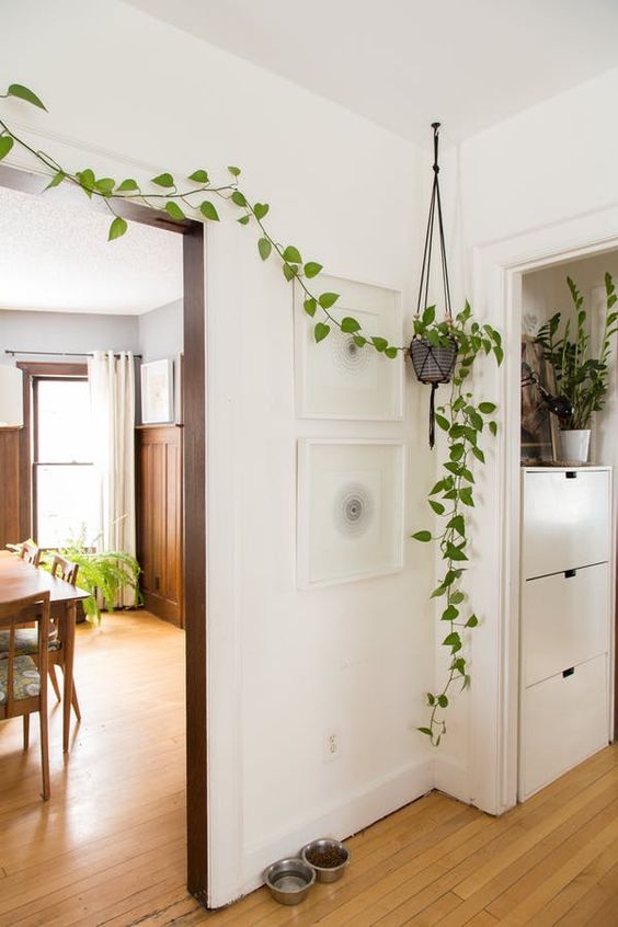 plant minimalism | hanging wall plant kitchen Feng Shui | Girlfriend is Better