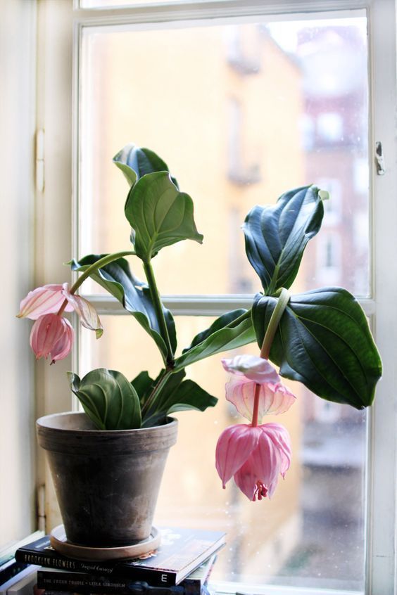 plant minimalism | Medinilla Magnifica flowering window | Girlfriend is Better