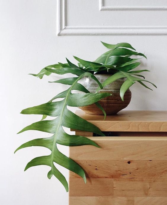 plant minimalism | wood element Bohemian houseplant | Girlfriend is Better