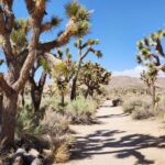 Joshua Tree day trip | Girlfriend is Better | desert hiking travel